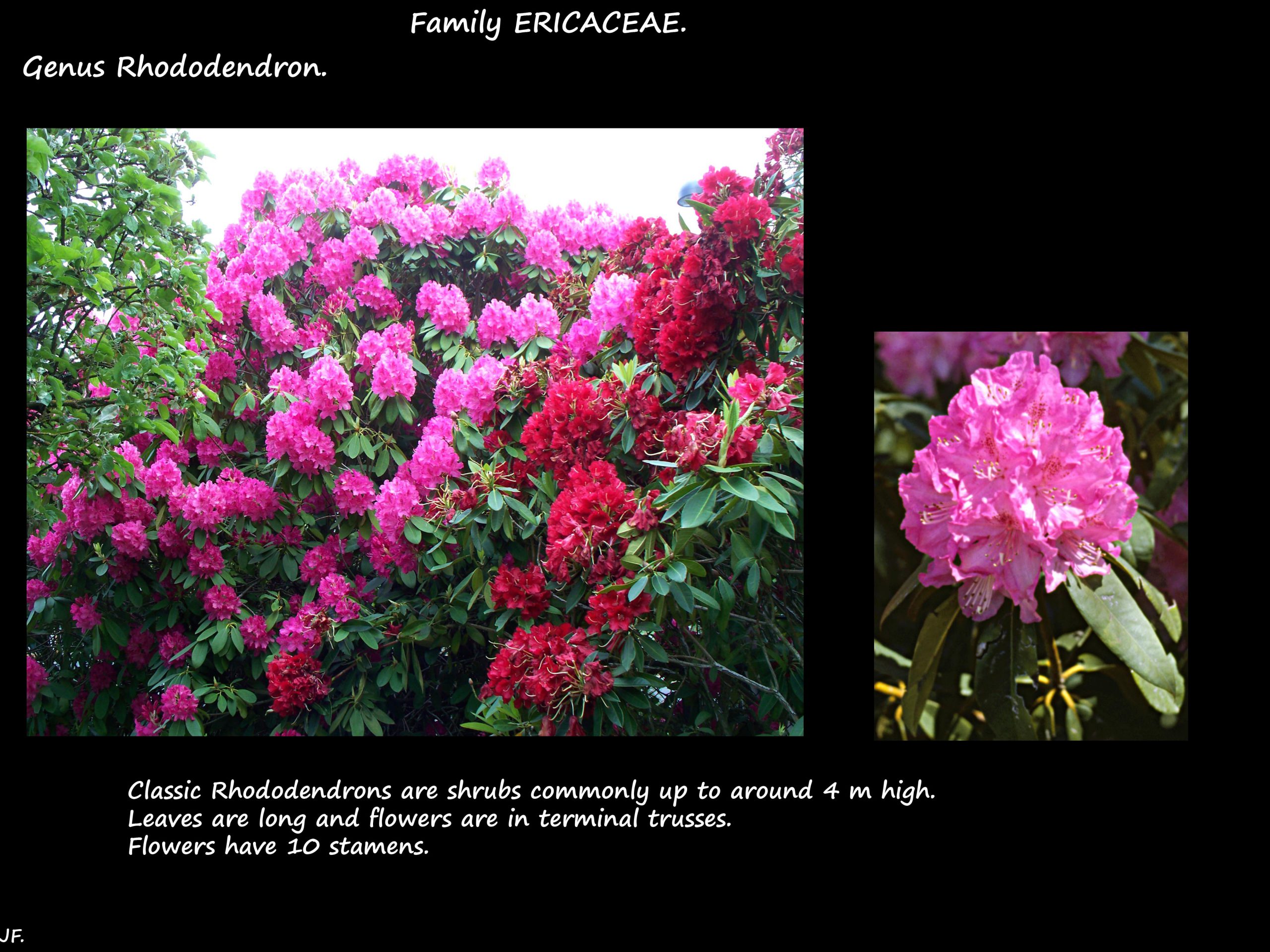 1 Classic Rhododendrons